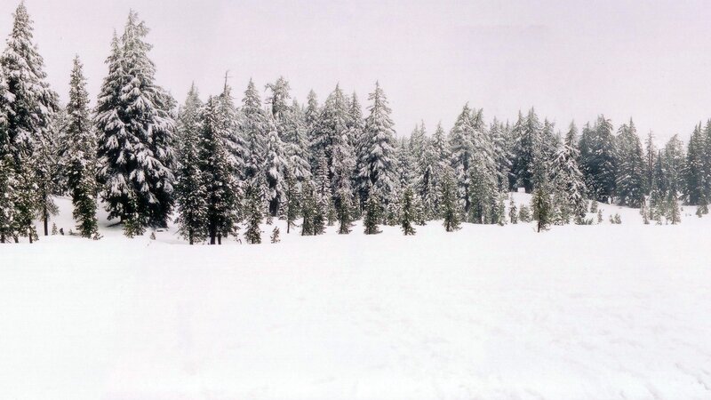 snowy forest landscape