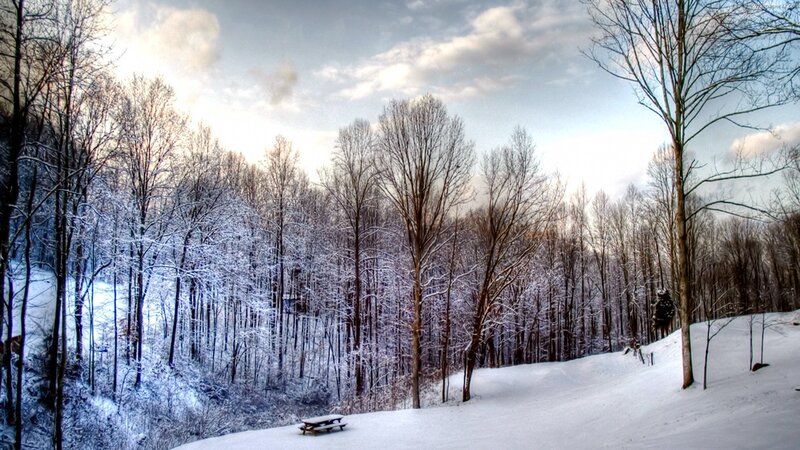 snowy forest landscape