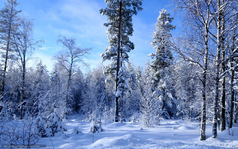 Snowy forest landscape