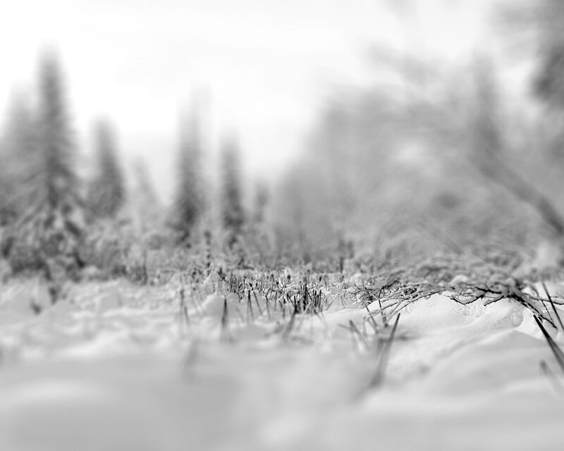 snowy forest landscape