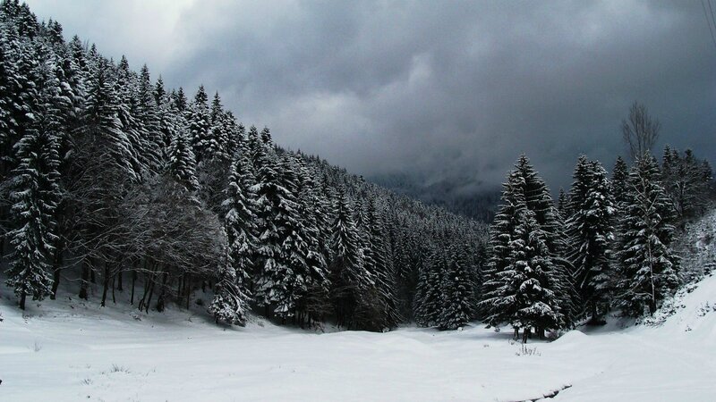 snowy forest landscape