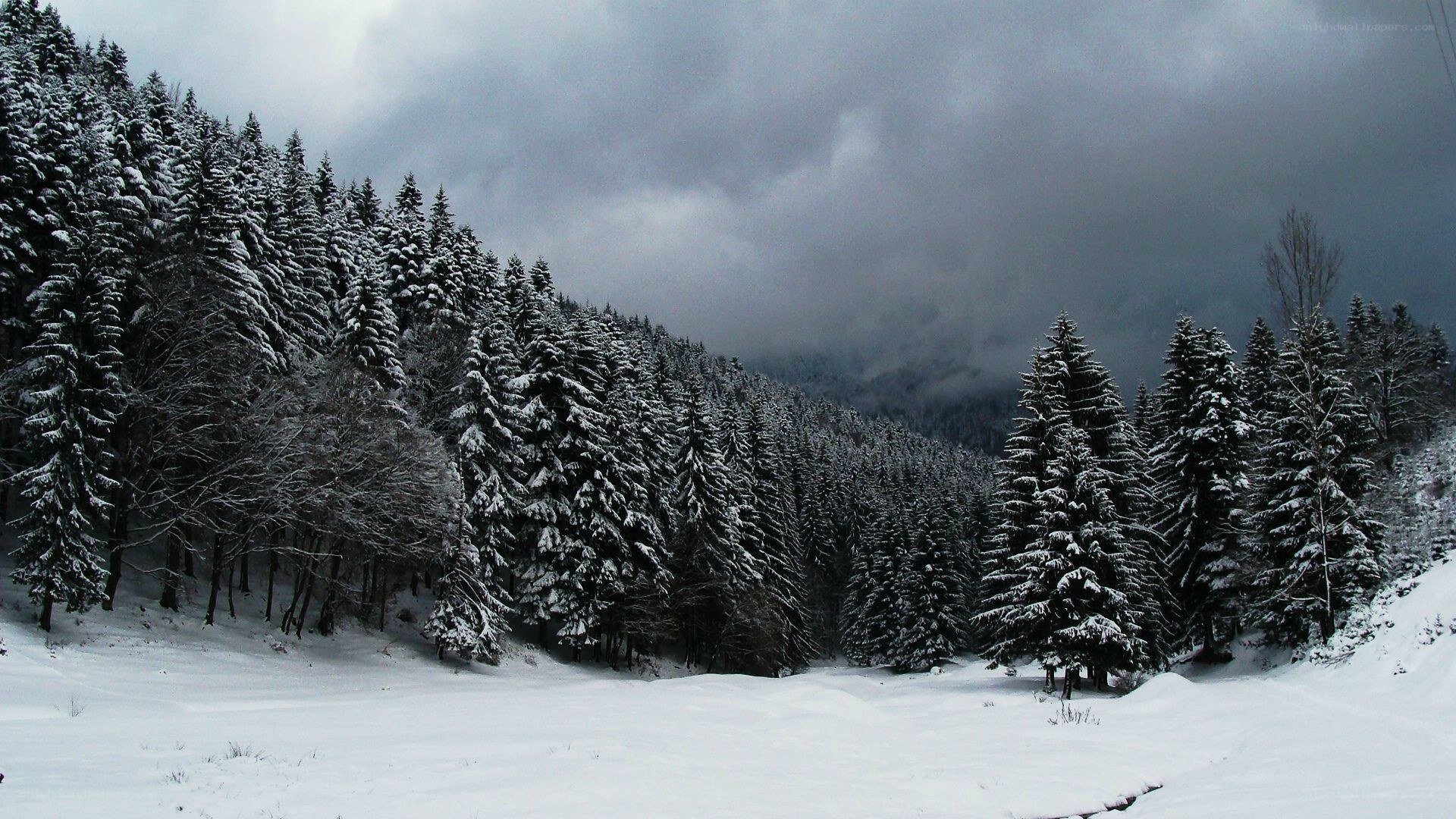 snowy forest landscape