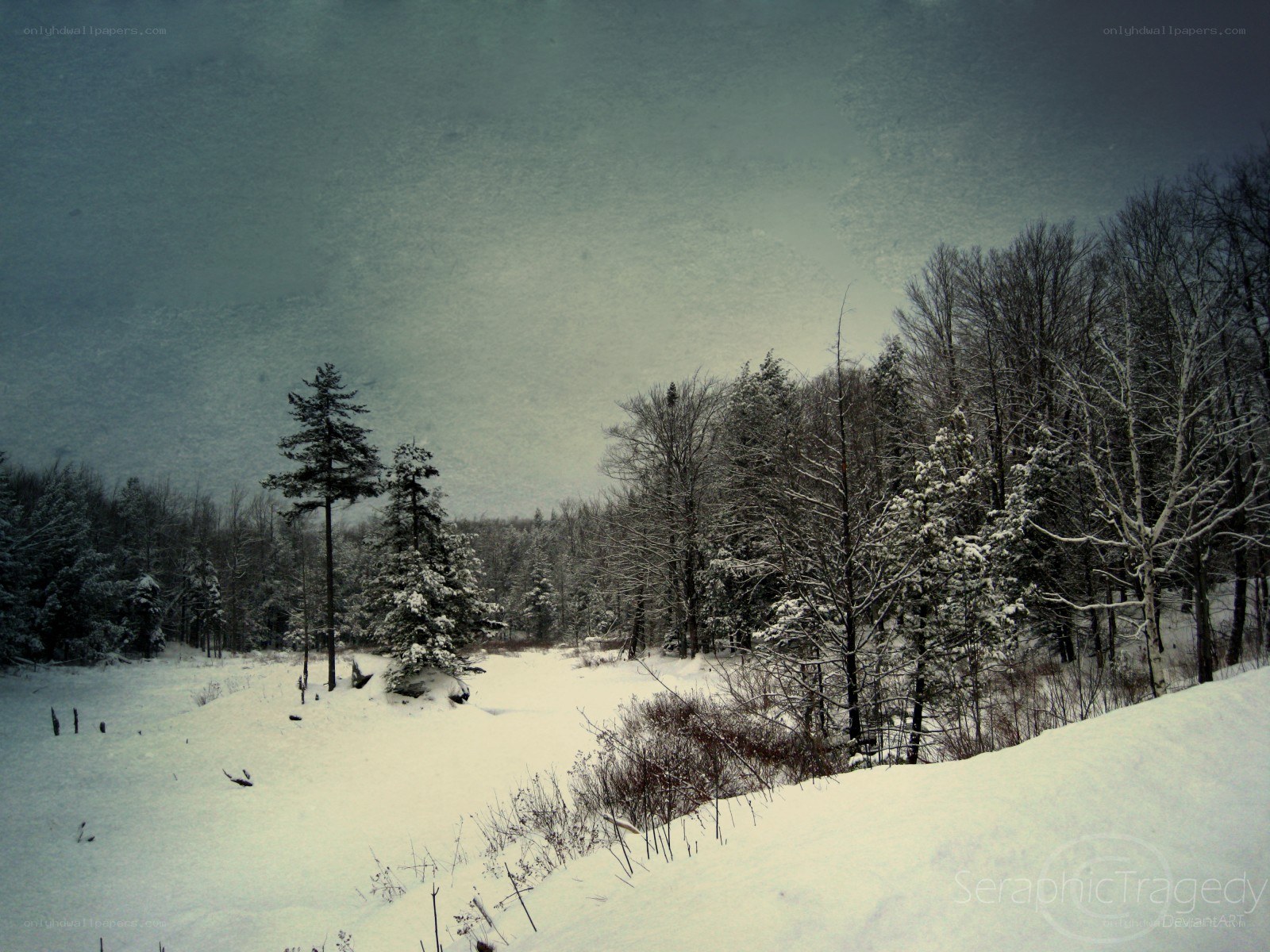 snowy forest landscape