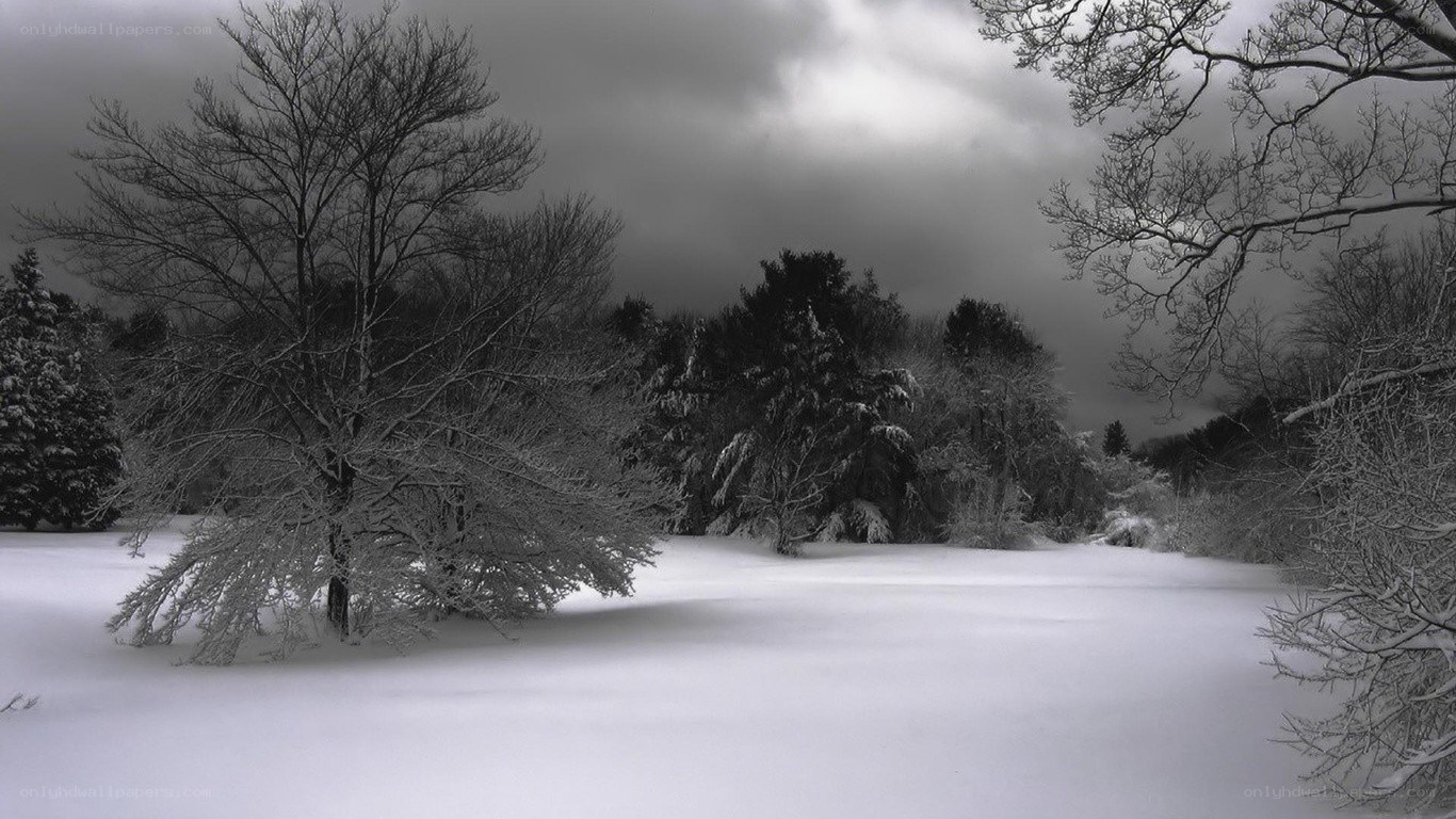 Snowy forest landscape