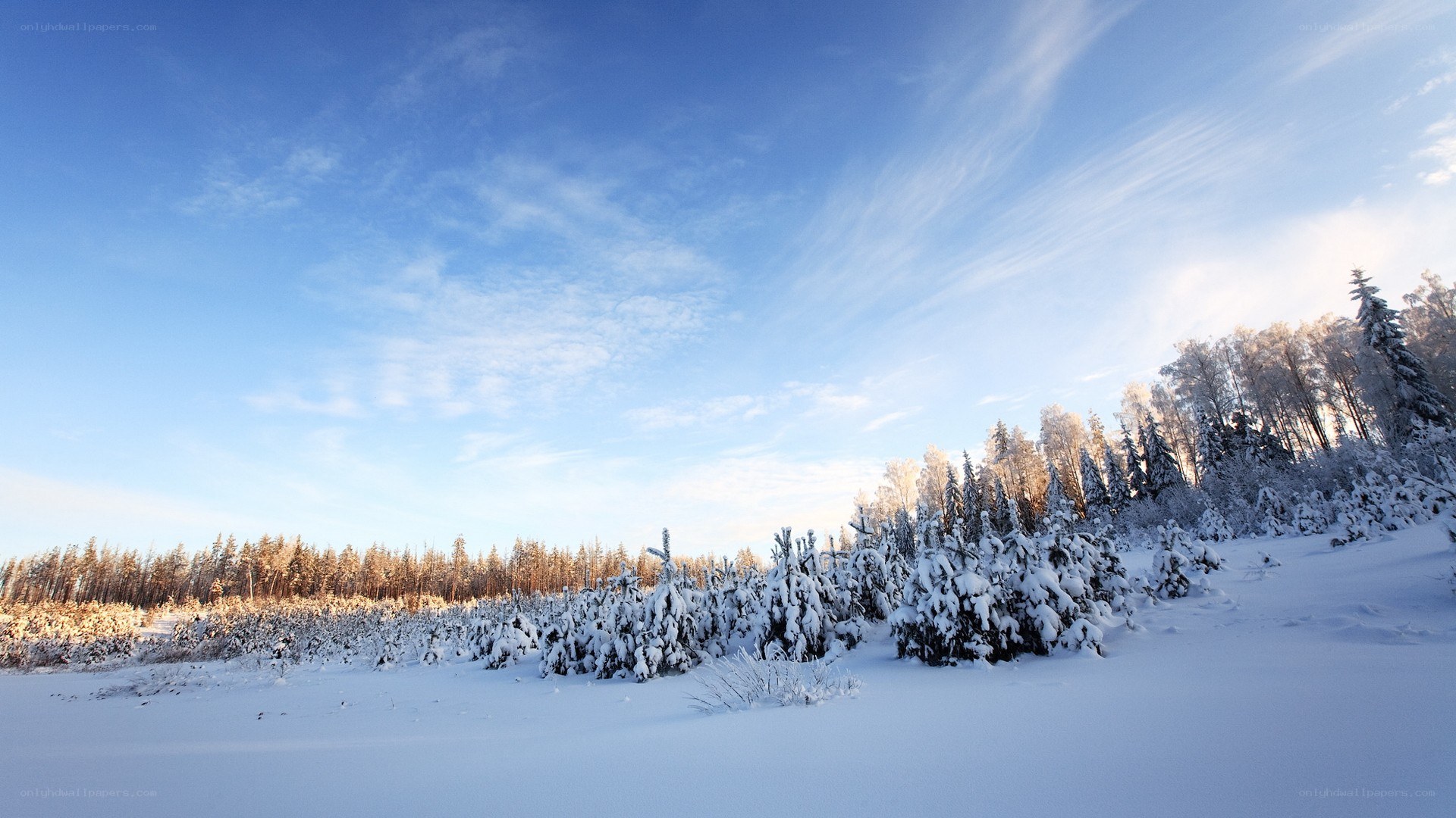 Snowy forest landscape