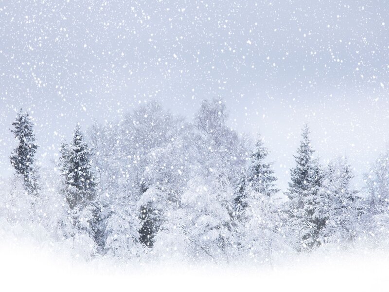 Snowy forest landscape