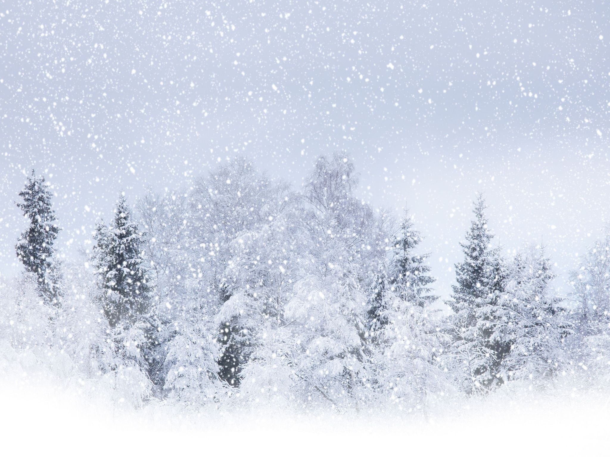 Snowy forest landscape