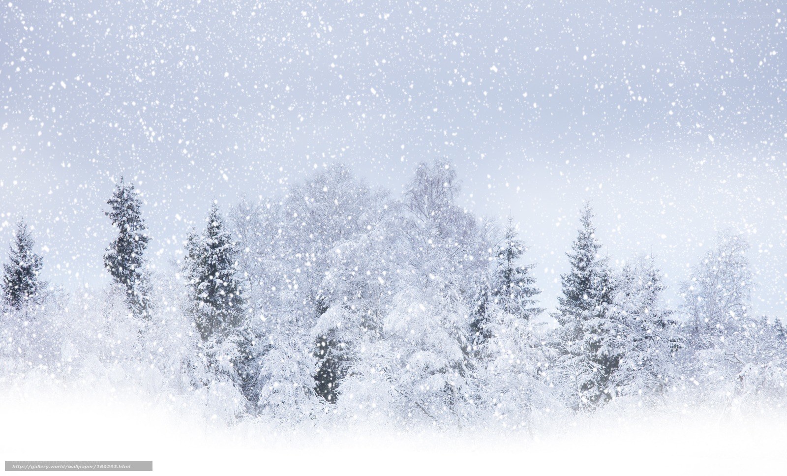 Snowy forest landscape