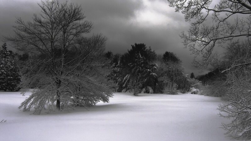 Snowy forest landscape