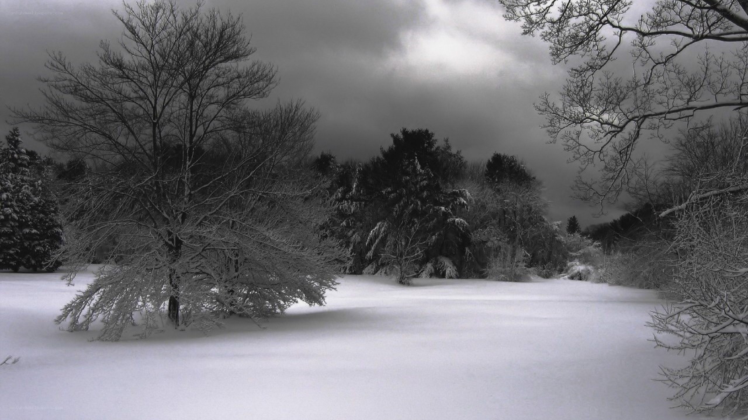 Snowy forest landscape