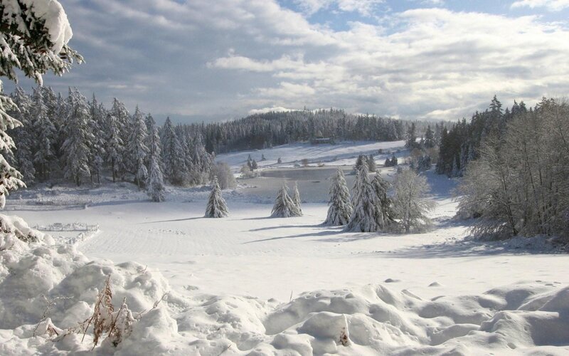Snowy forest landscape