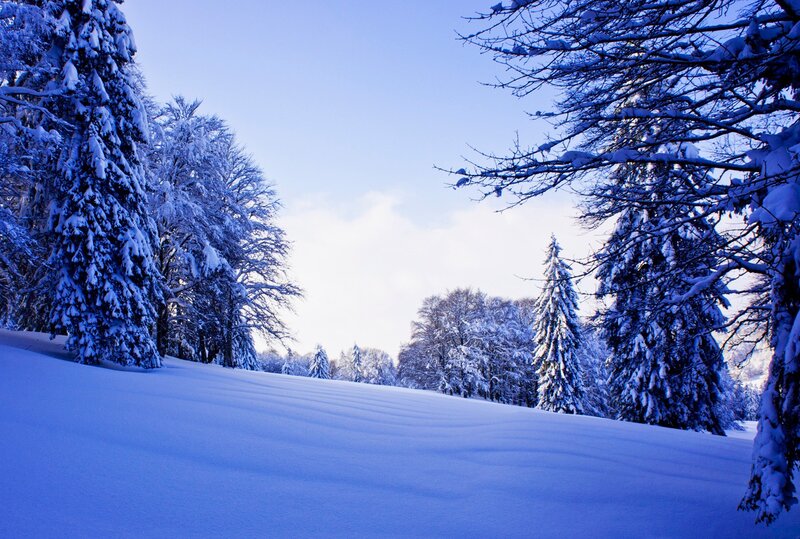 Snowy forest landscape