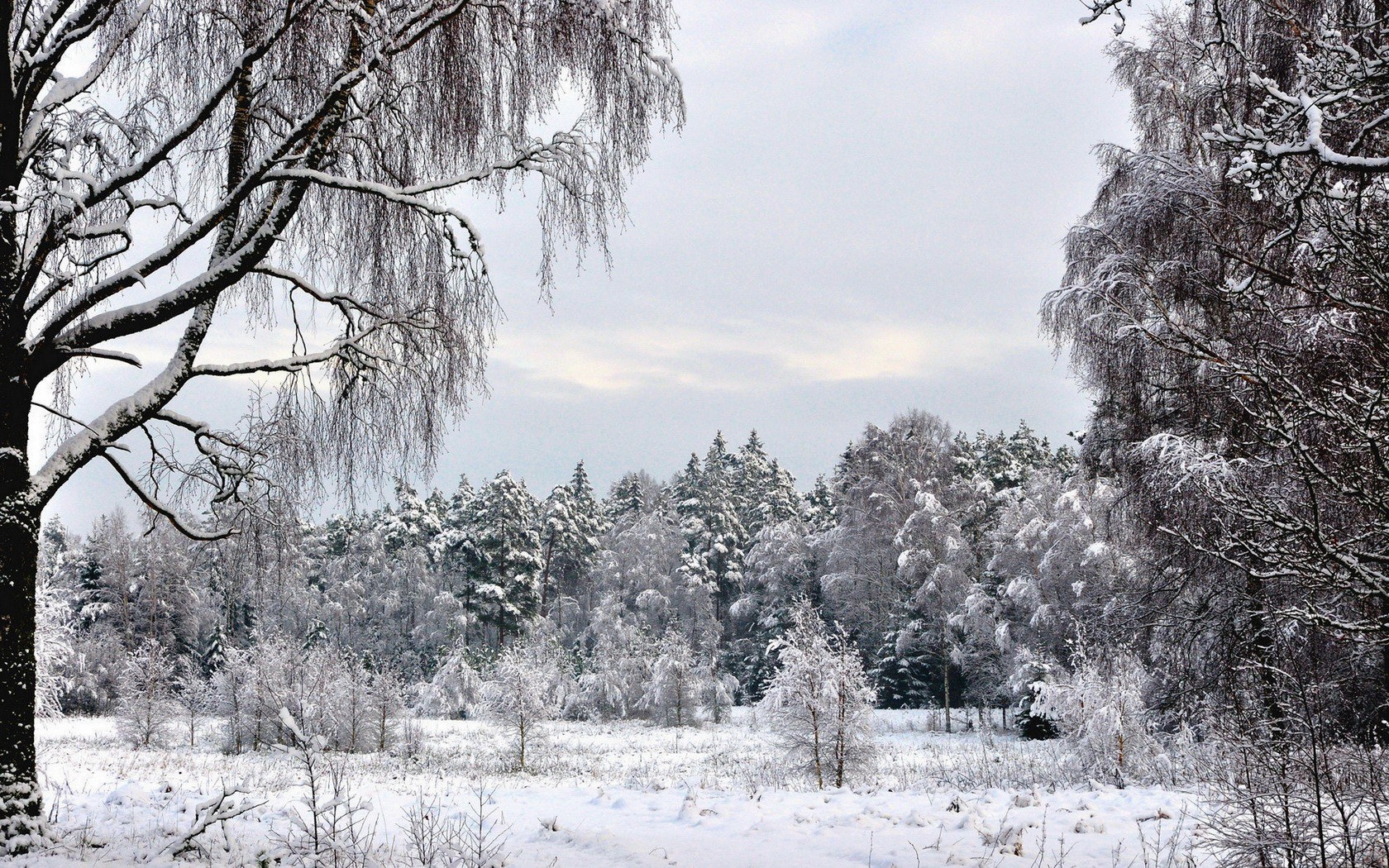 Snowy forest landscape
