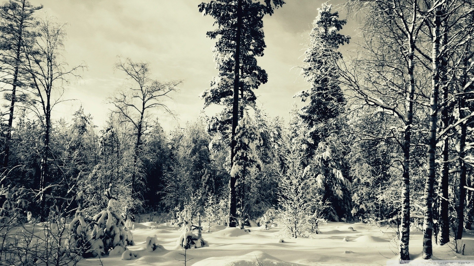 snowy forest landscape