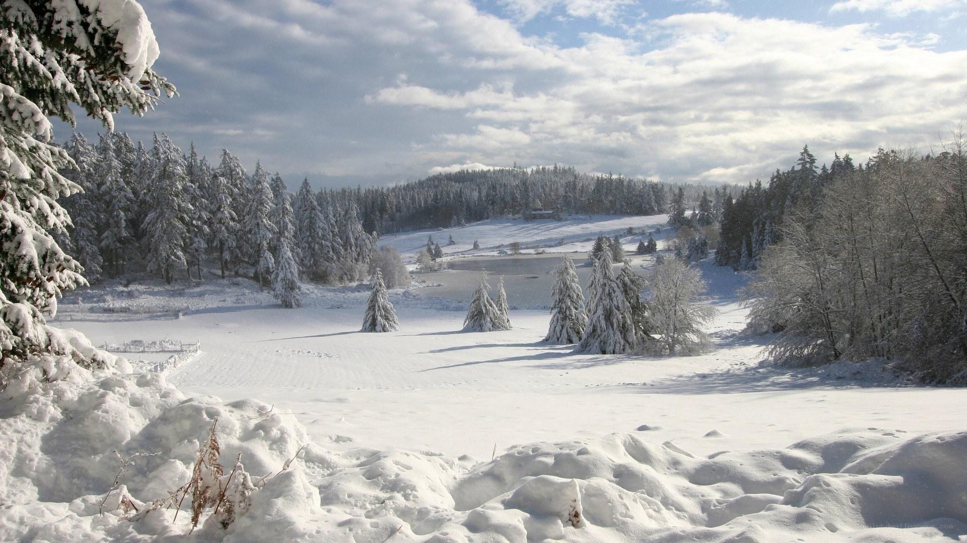 Snowy forest landscape
