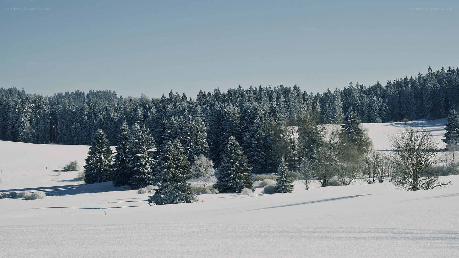 Snowy forest landscape