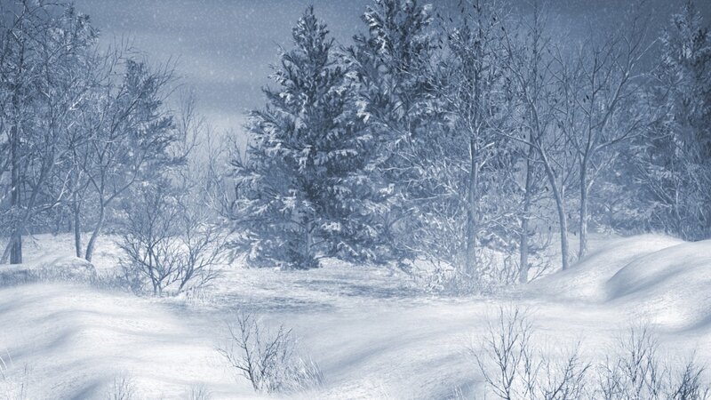Snowy forest landscape