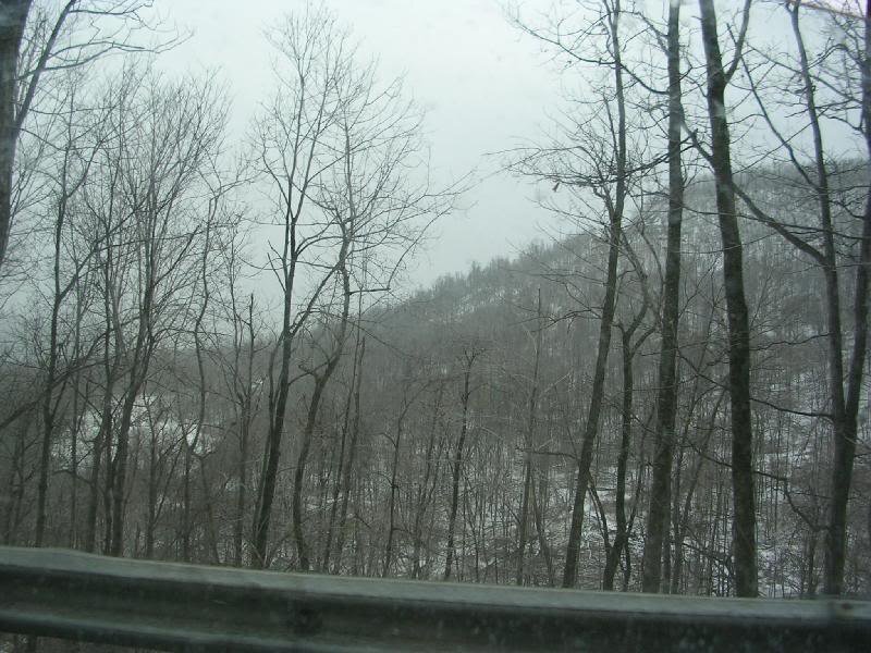 Snowy Forest Landscape — Gray