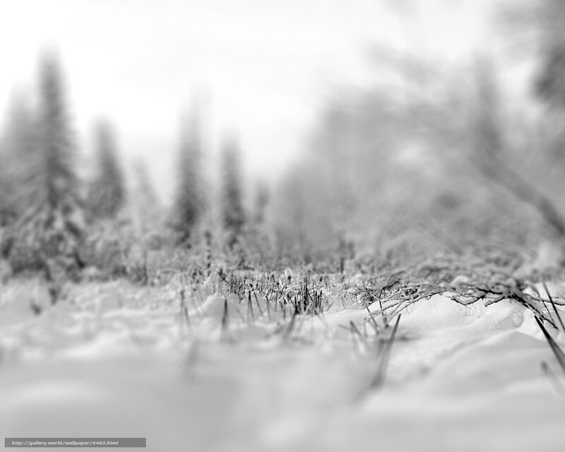 Snowy forest landscape