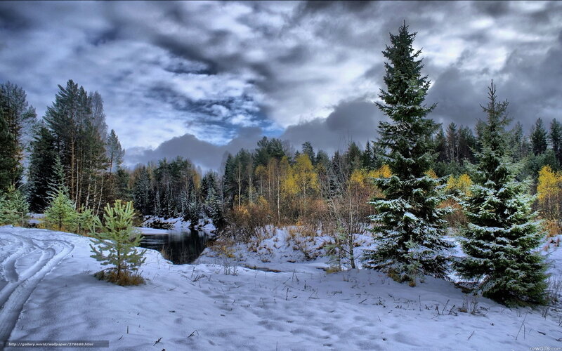 Snowy Forest Landscape — White, Dramatic