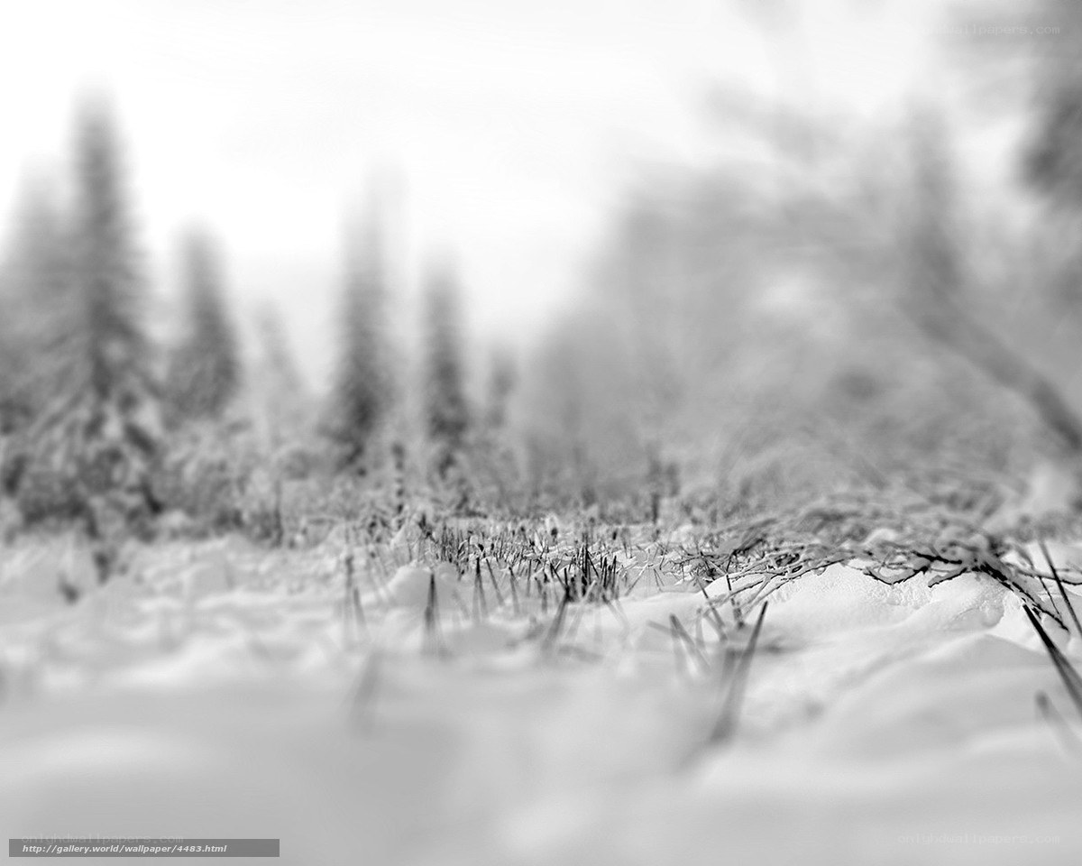 Snowy forest landscape