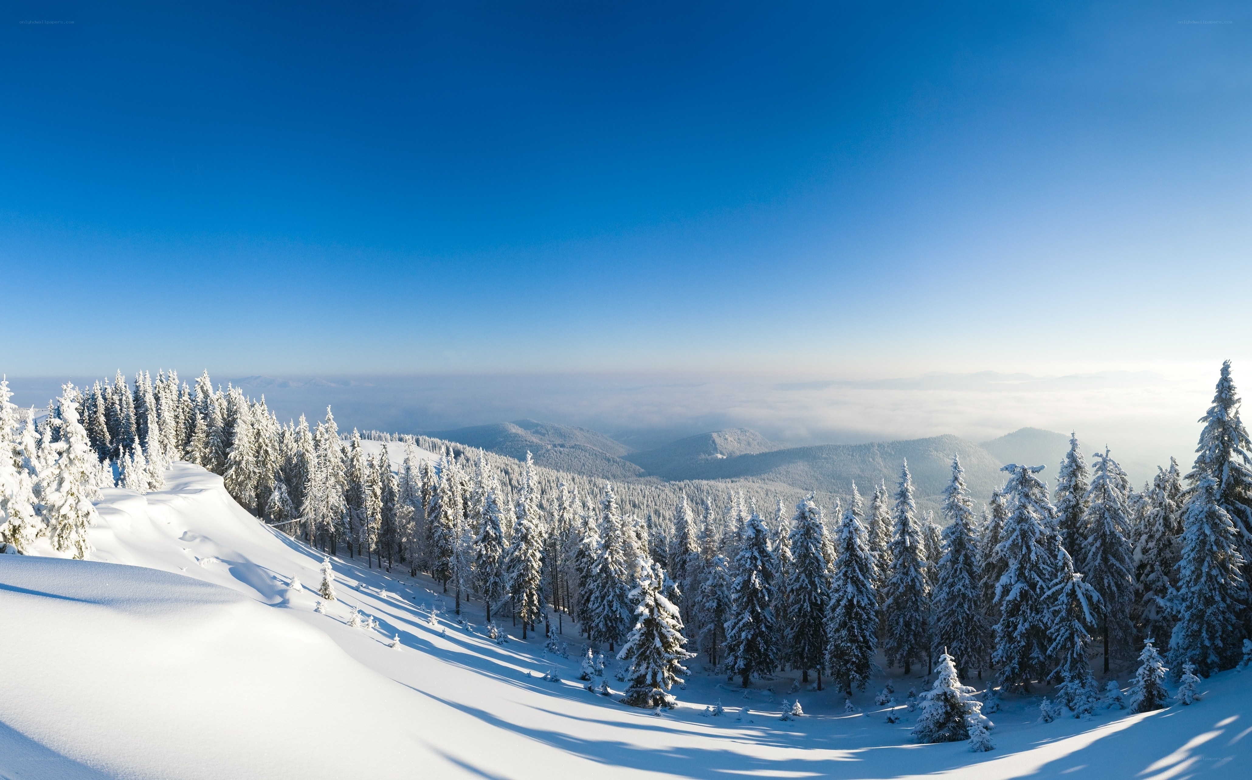 Snowy forest mountain landscape