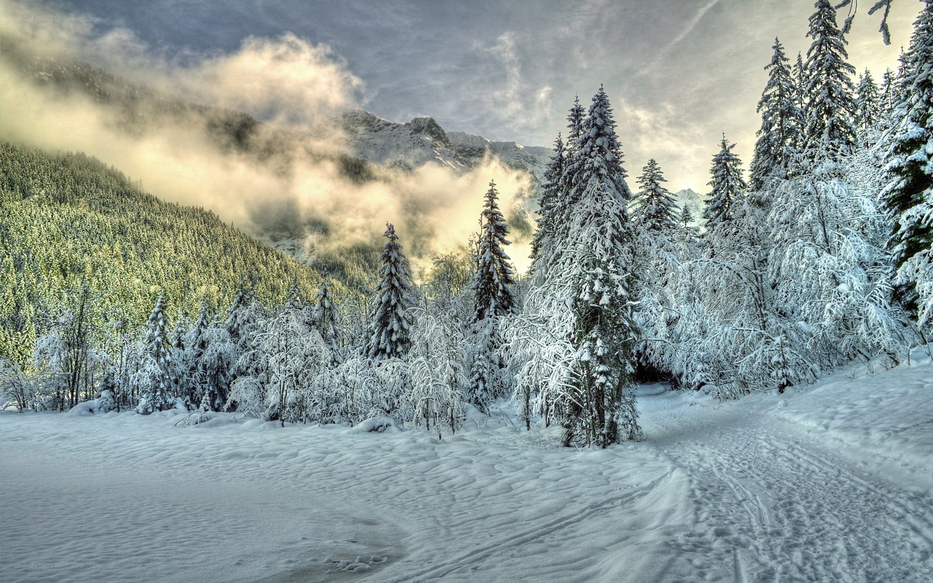 Snowy forest mountain landscape