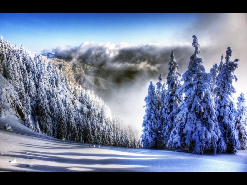 Snowy forest mountain landscape