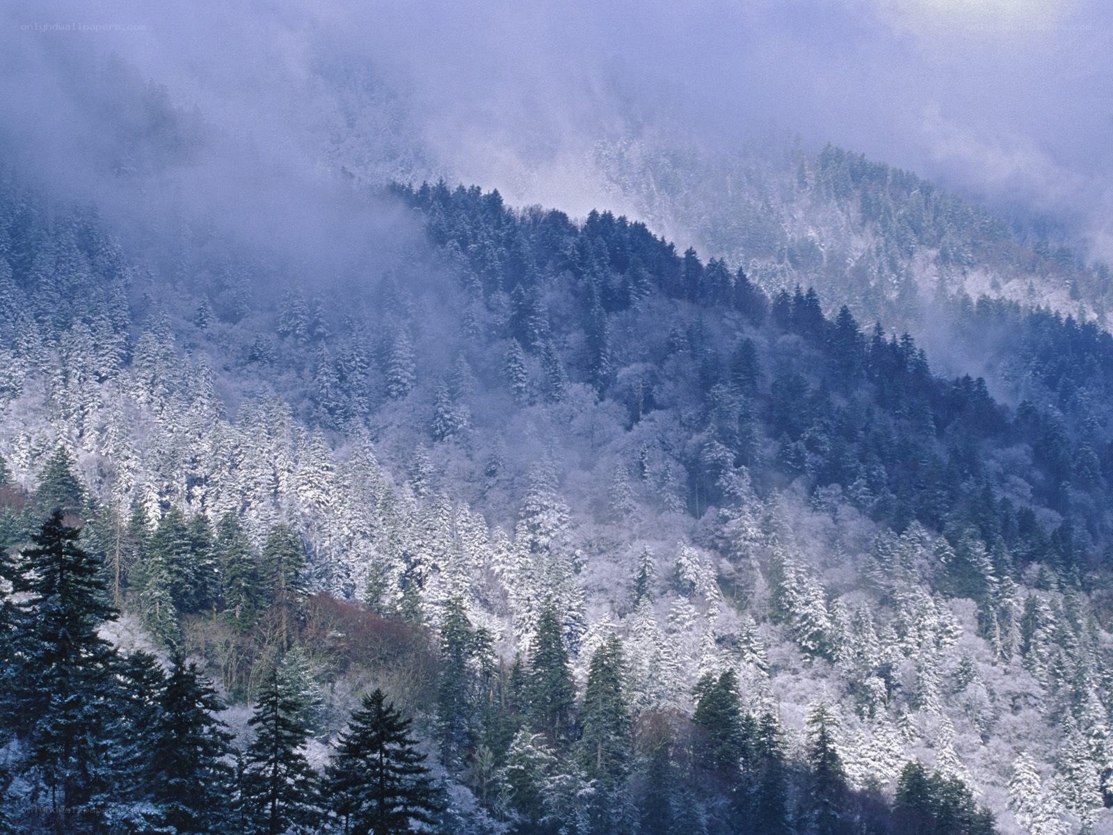 Snowy forest mountain landscape