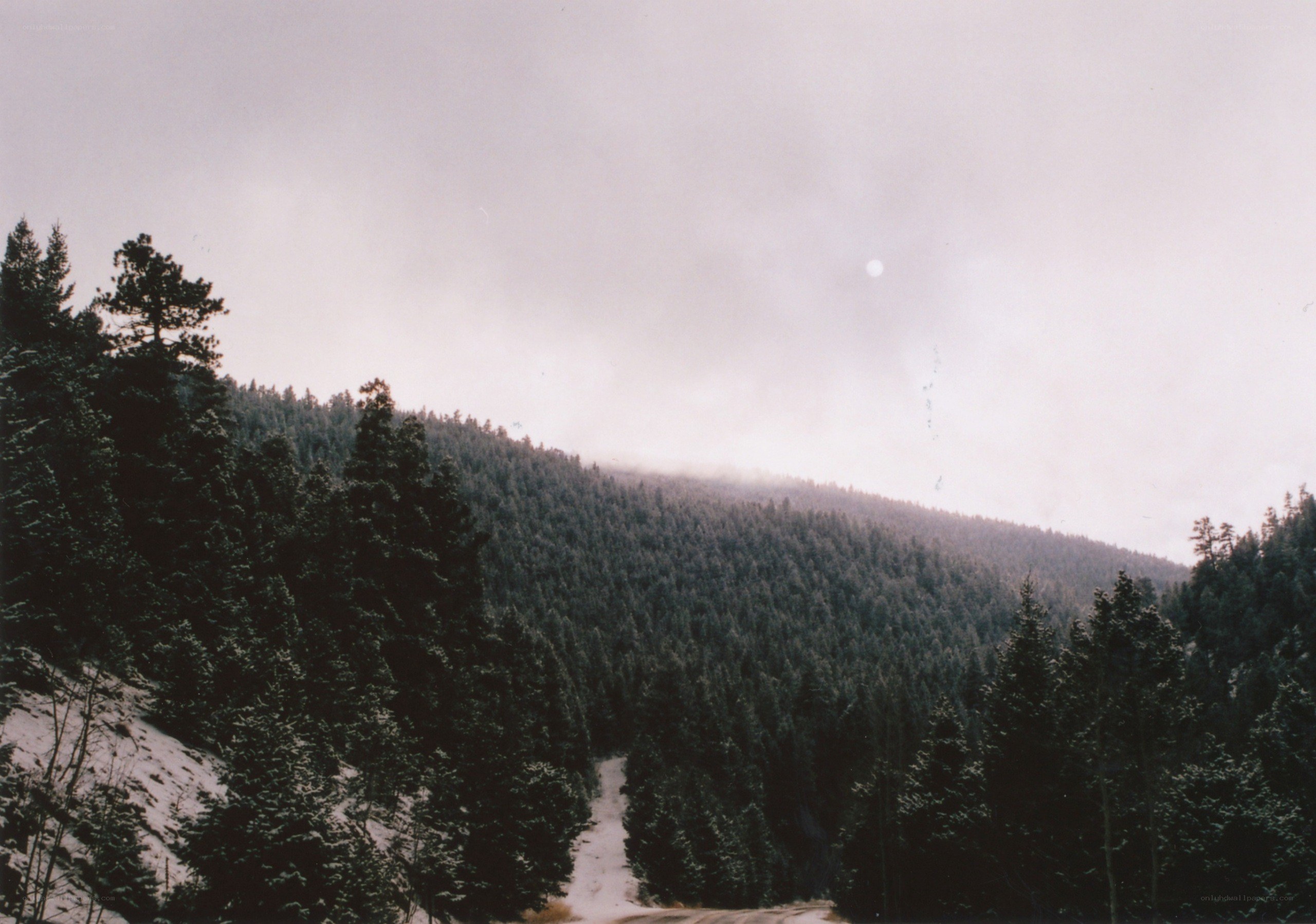 Snowy forest mountain path