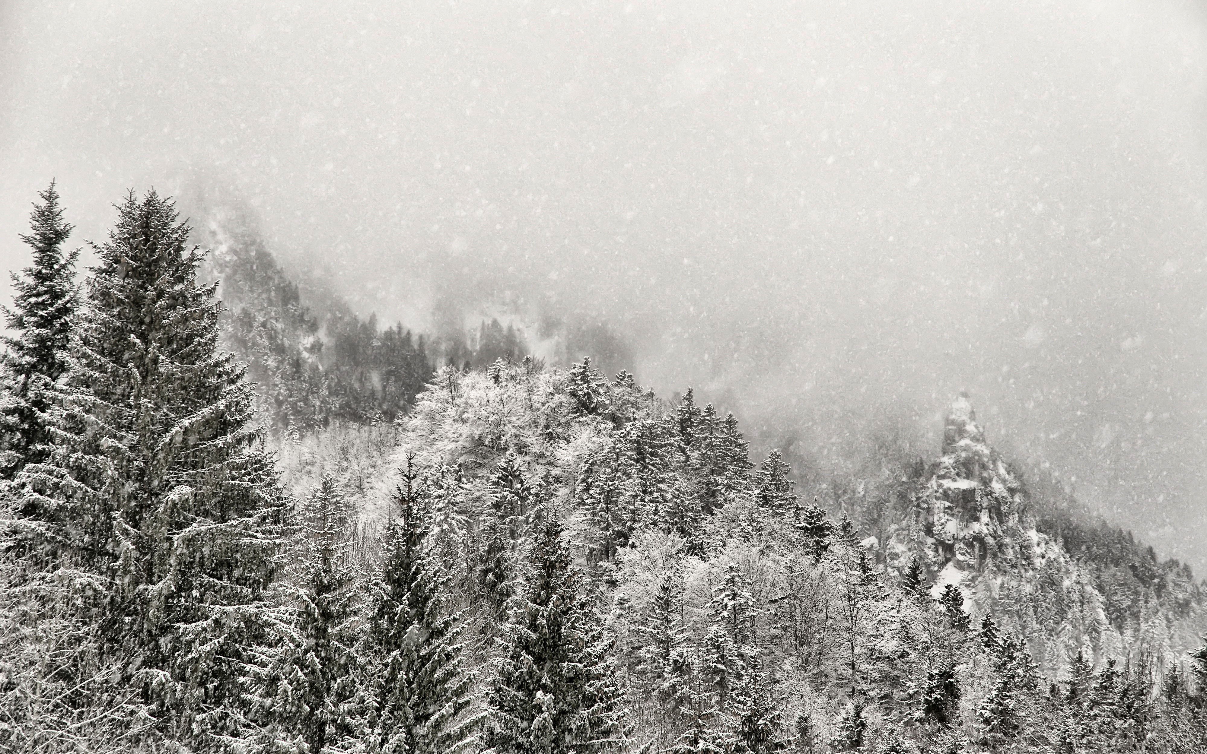 Snowy forest mountain scene