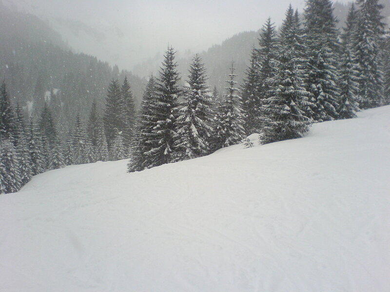 snowy forest mountain scene