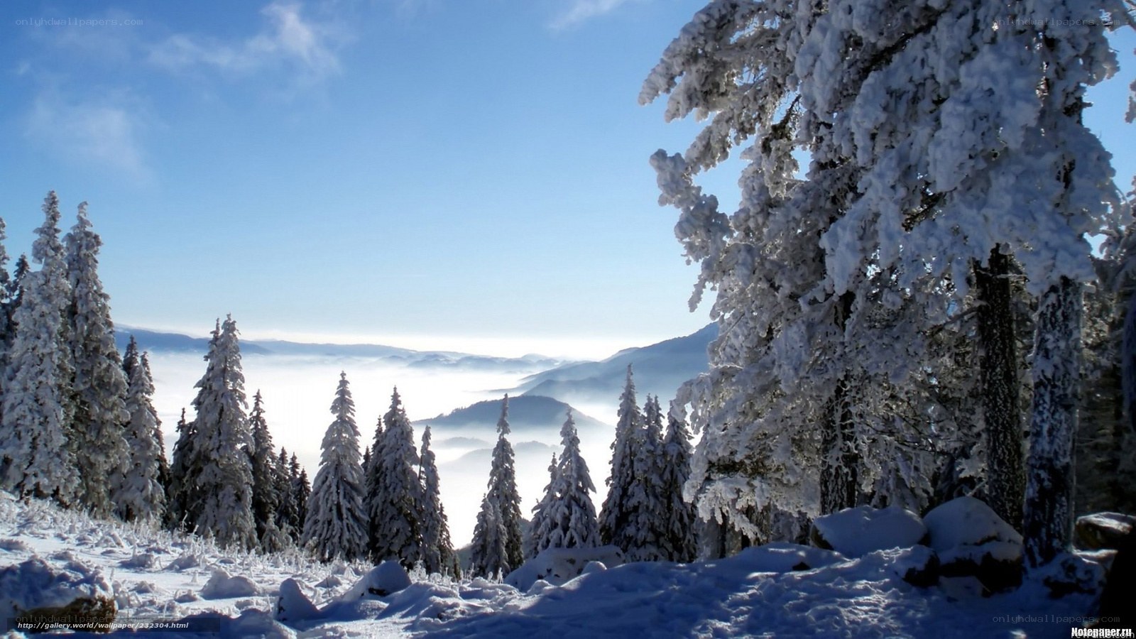 Snowy forest mountain view