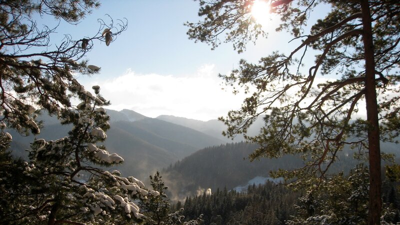 Snowy forest mountain view