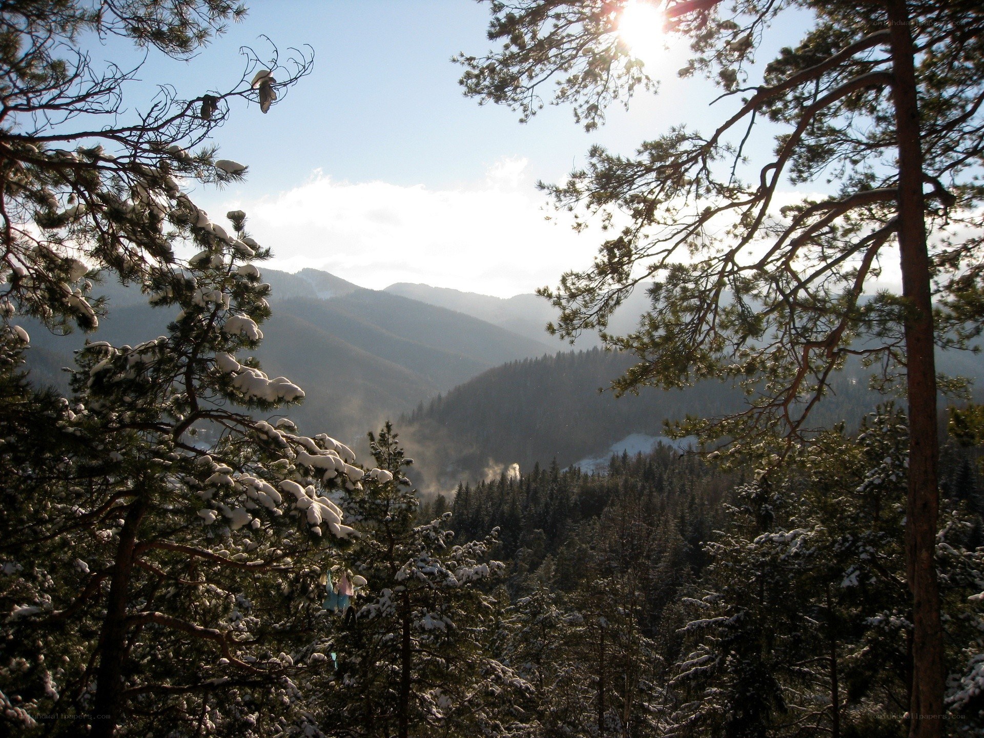 Snowy forest mountain view