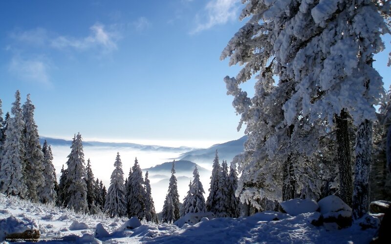 Snowy forest mountain view
