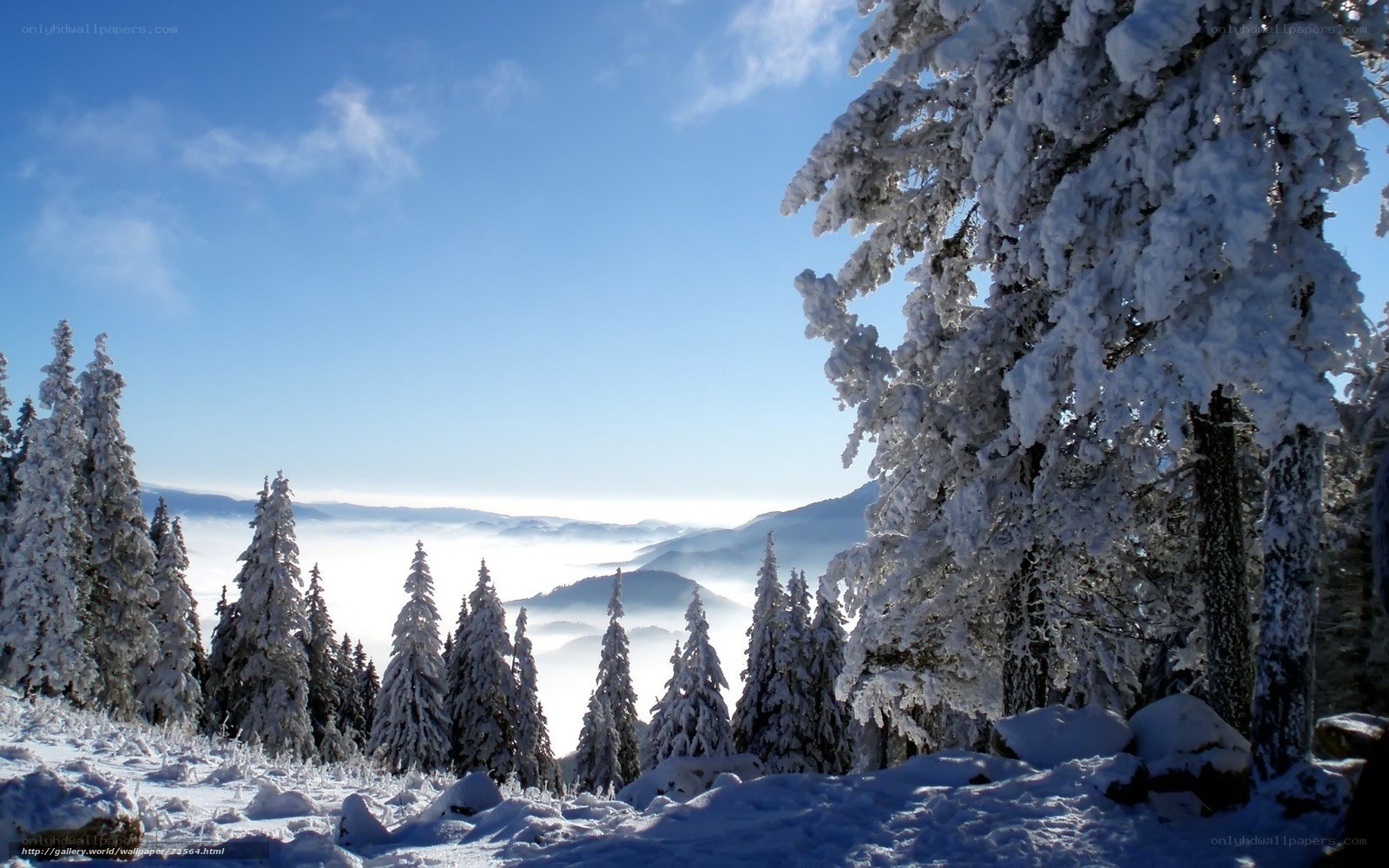 Snowy forest mountain view