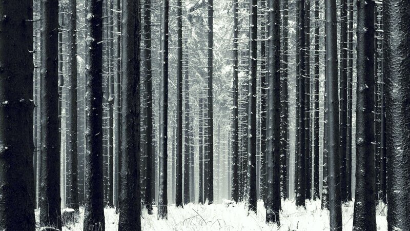snowy forest of tall trees