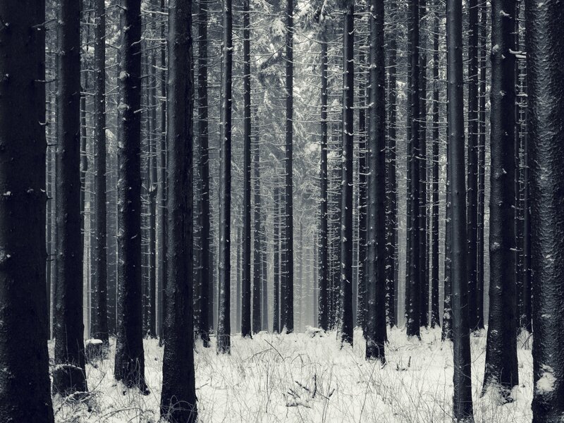snowy forest of tall trees