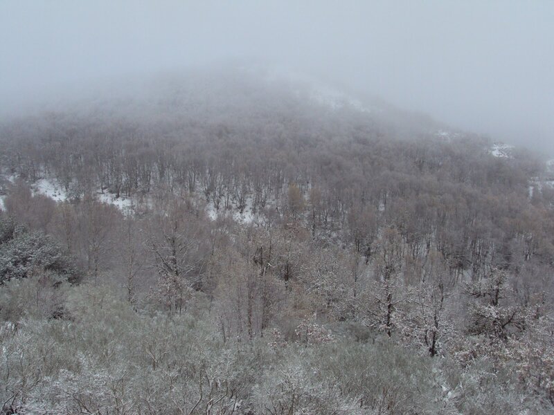 Snowy forest on a foggy day