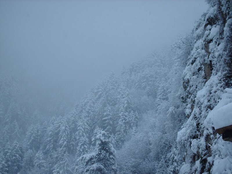 snowy forest on a foggy day