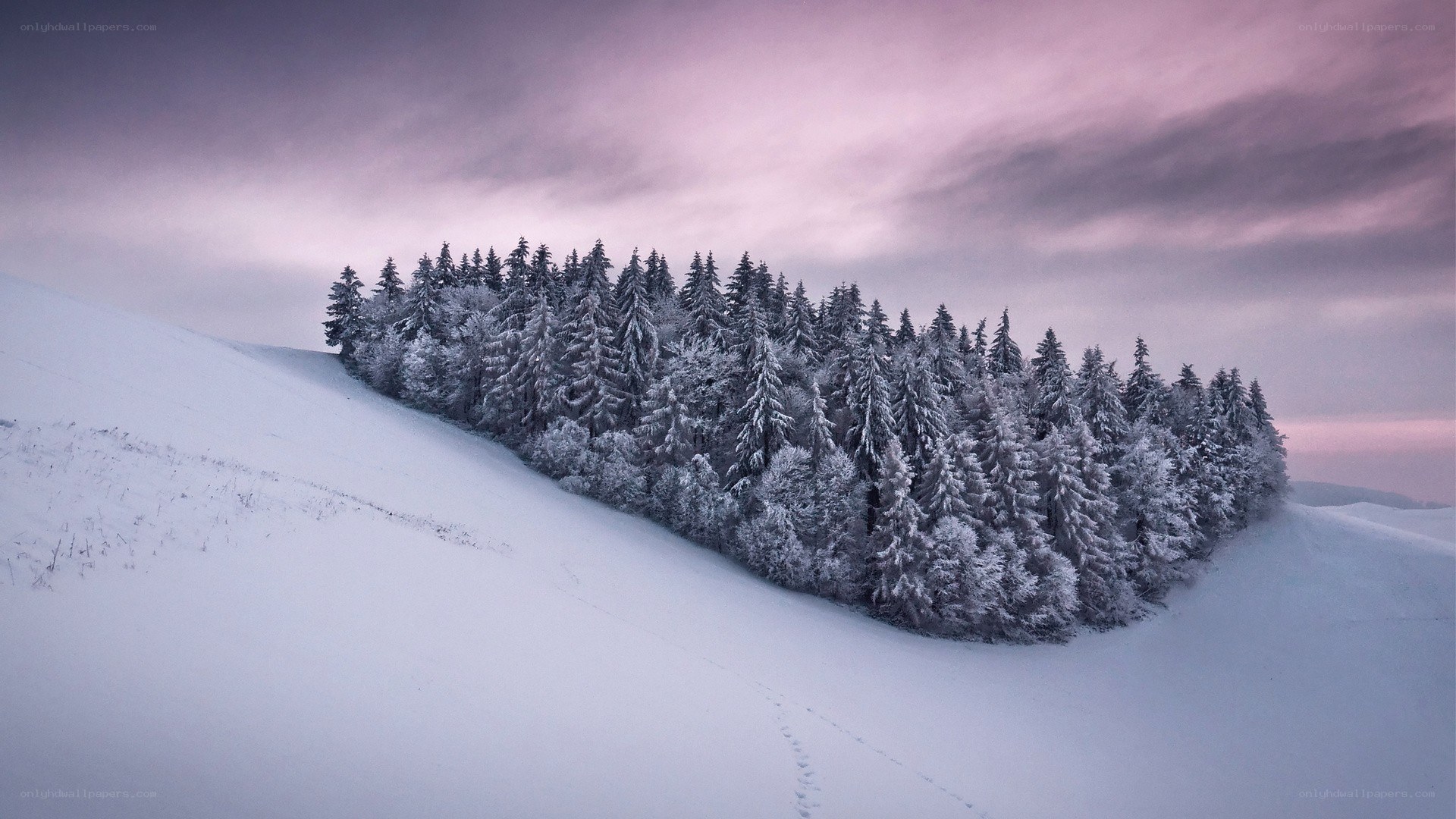 Snowy forest on a hill