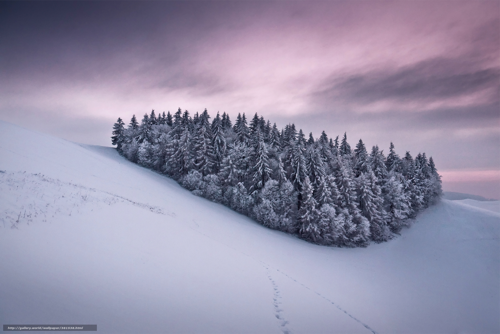 Snowy forest on a hill
