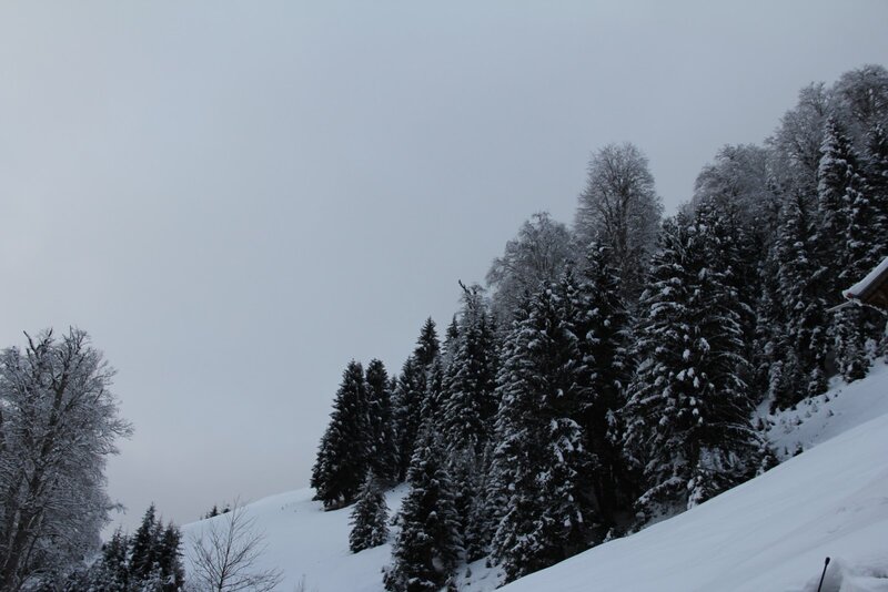 Snowy forest on a hillside