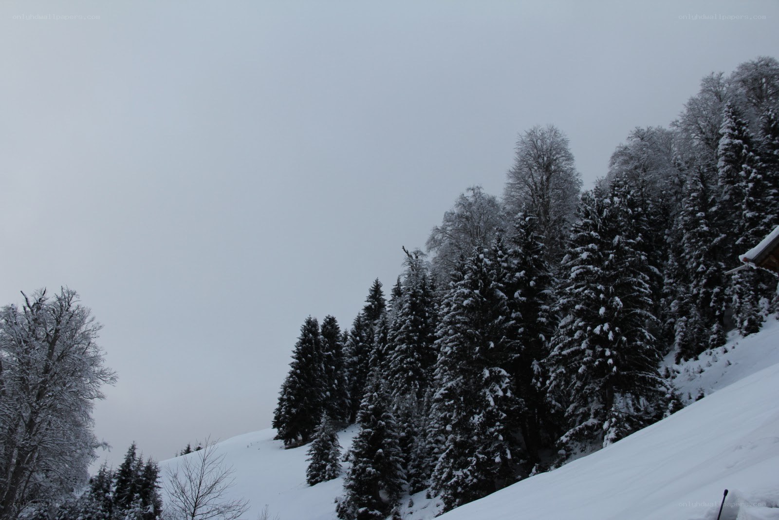 Snowy forest on a hillside