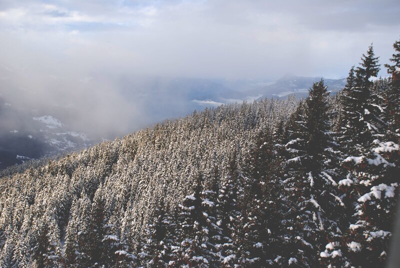Snowy forest on a misty day