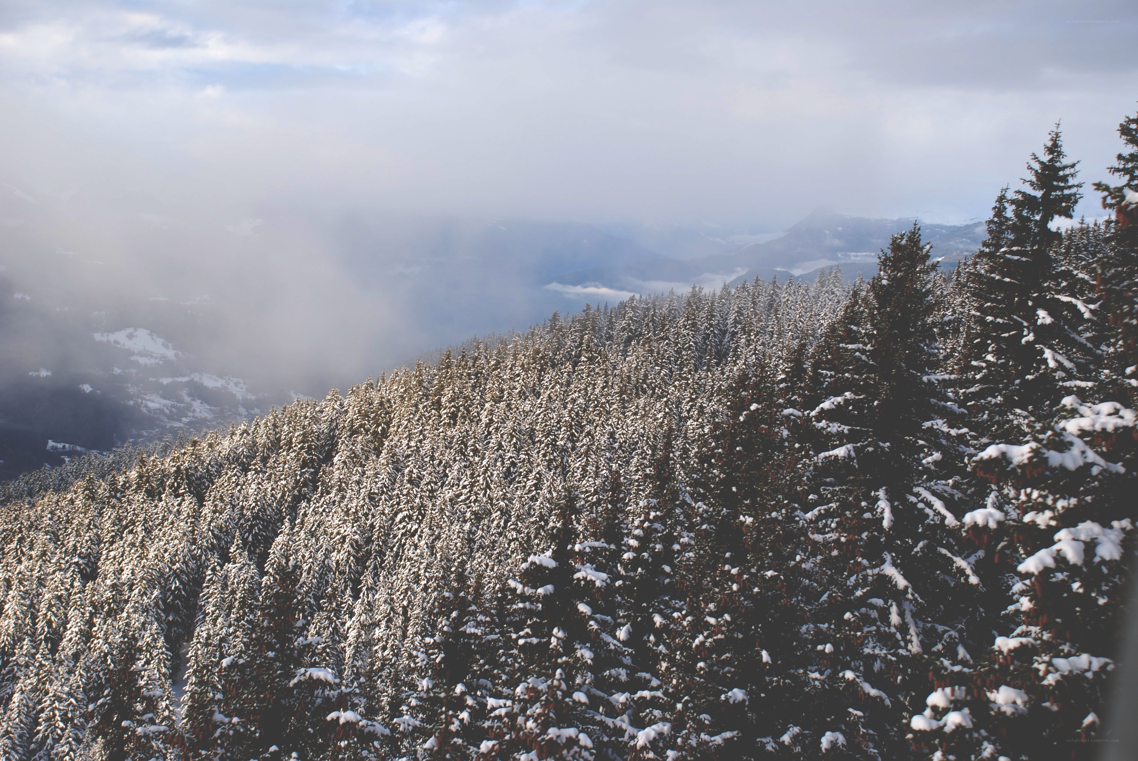 Snowy forest on a misty day