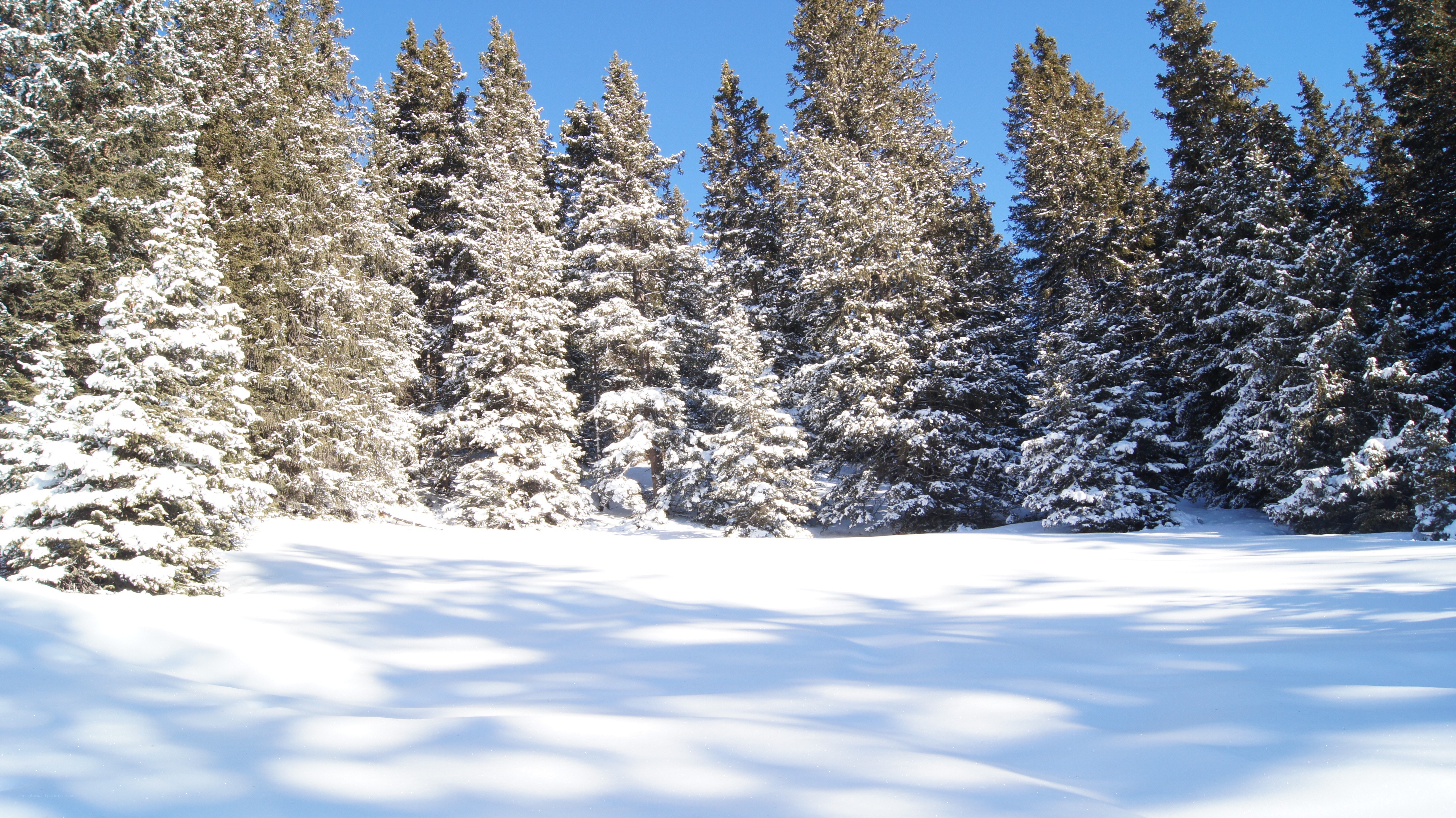 snowy forest on a sunny day