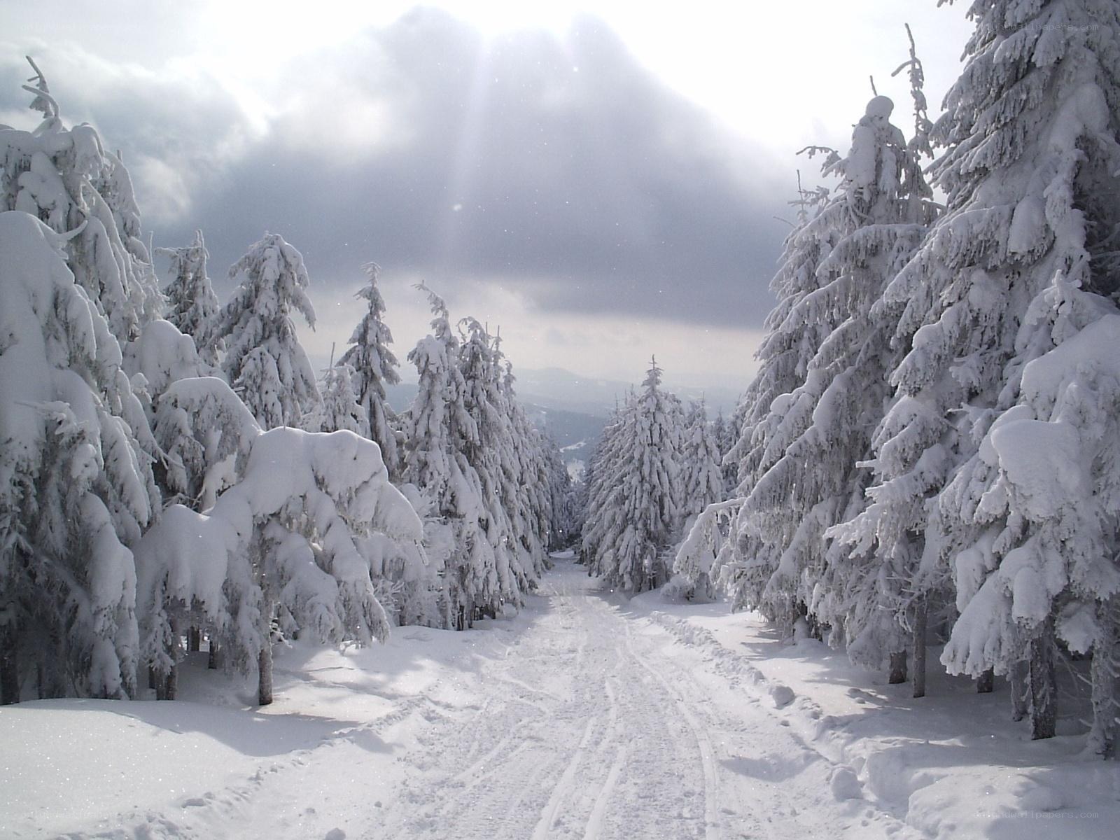 Snowy forest path