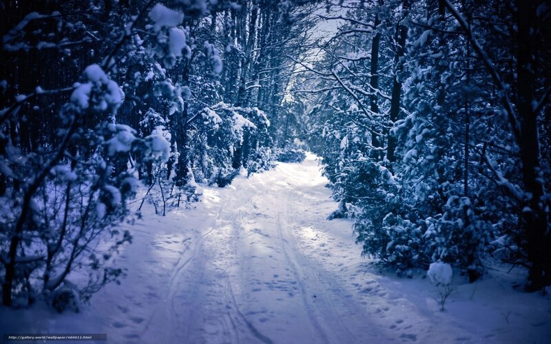 Snowy forest path